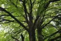 Tilleul à petites feuilles, tilia cordata